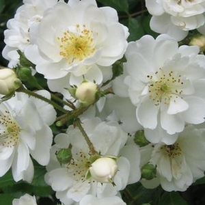 Bijela - Ruža - Guirlande d'Amour® - Narudžba ruža